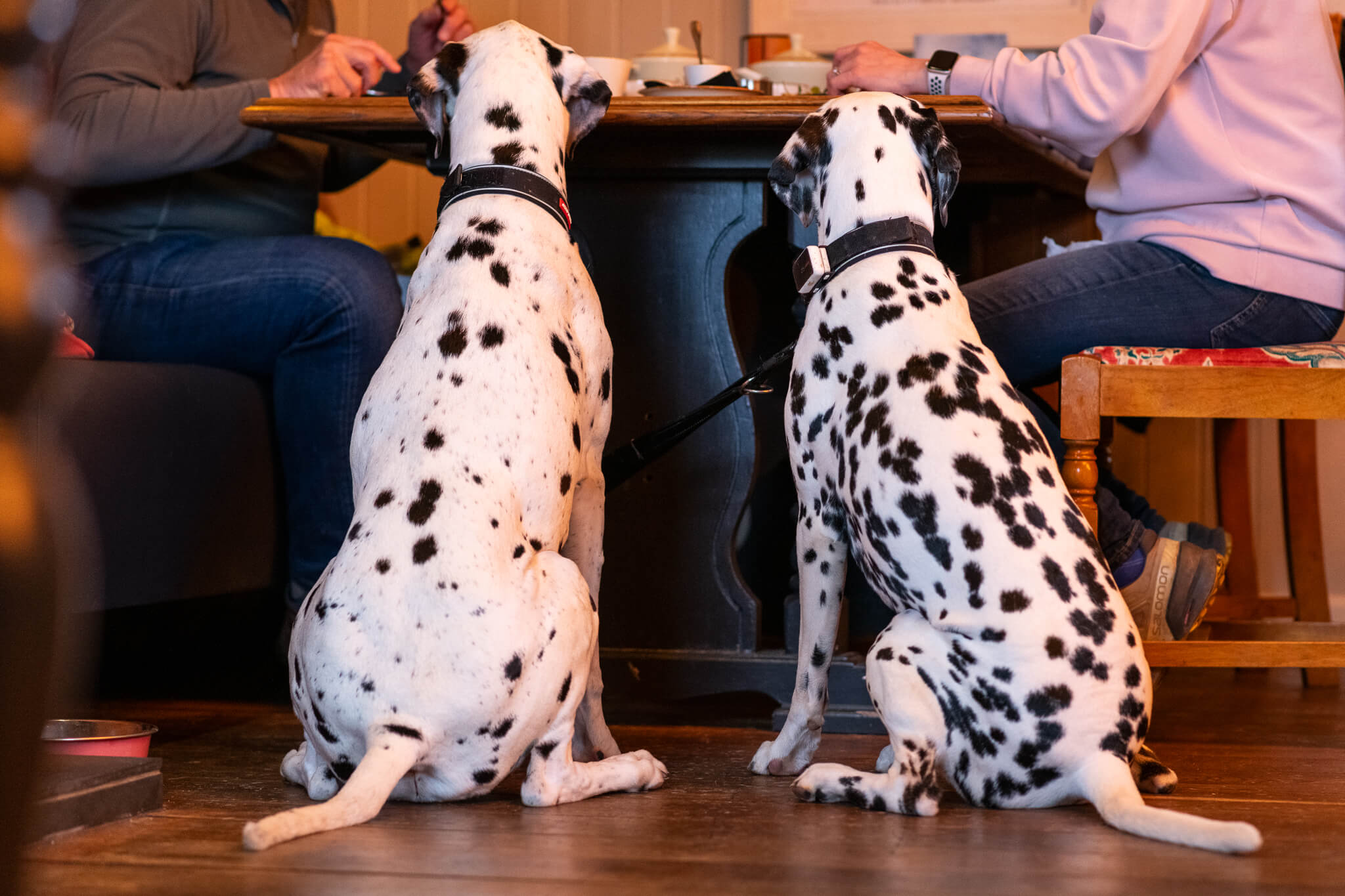 Wynnstay Hotel Oswestry Pet Friendly Hotel