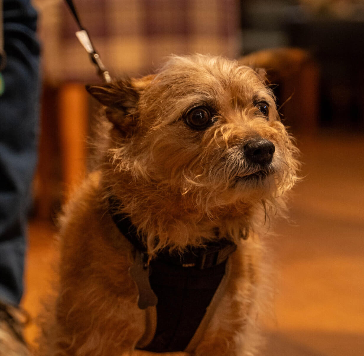 pet friendly pub oswestry wynnstay scaled e1757675526478